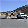 Horses outside Kühtai