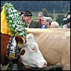 Almabtrieb